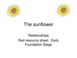 the sunflower