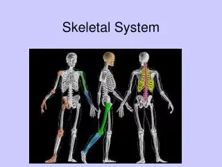 Skeletal System