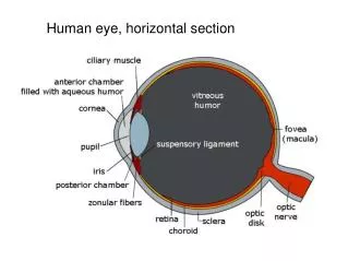 Human eye, horizontal section
