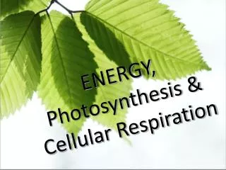 ENERGY, Photosynthesis &amp; Cellular Respiration