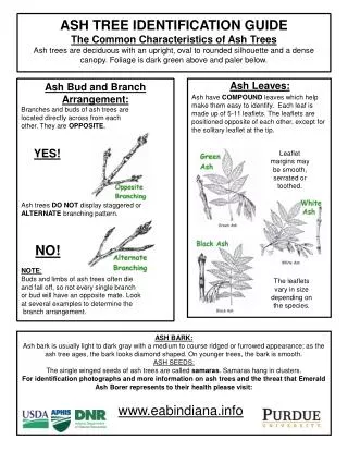 Ash Bud and Branch Arrangement: Branches and buds of ash trees are