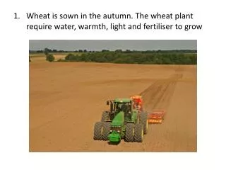 Wheat is sown in the autumn. The wheat plant require water, warmth, light and fertiliser to grow