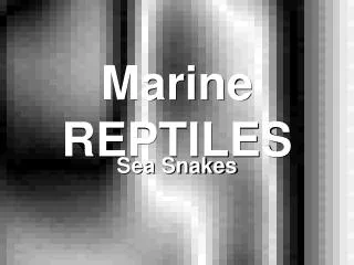 Marine REPTILES