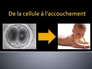 de la cellule l accouchement