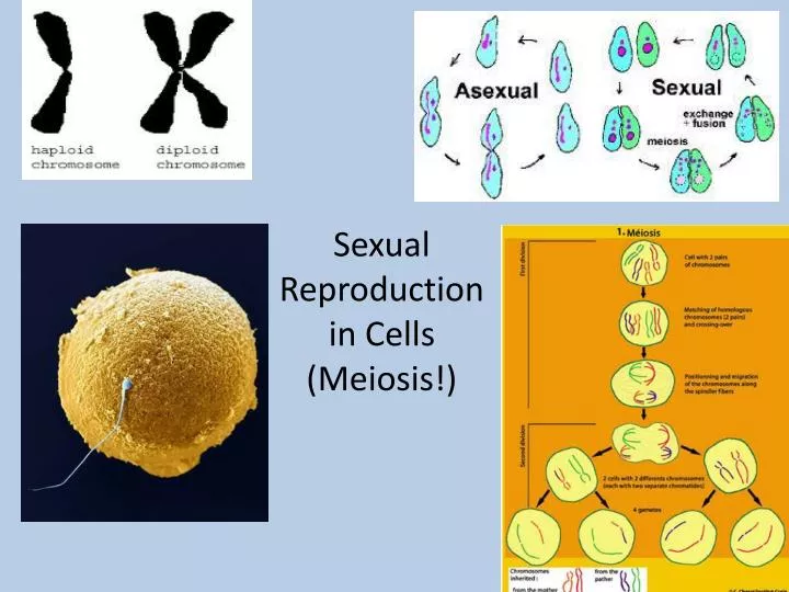 sexual reproduction in cells meiosis
