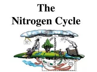 The Nitrogen Cycle