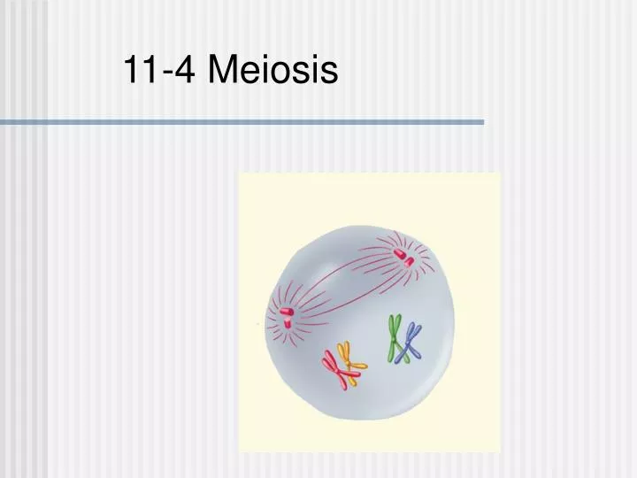 11 4 meiosis