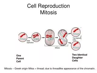 Cell Reproduction Mitosis