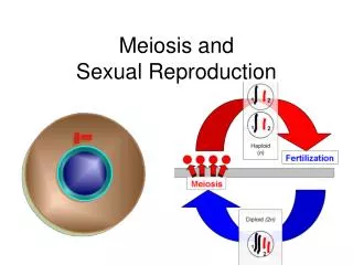 Meiosis and Sexual Reproduction