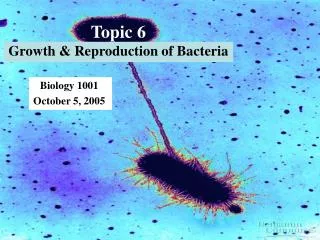 Topic 6 Growth &amp; Reproduction of Bacteria
