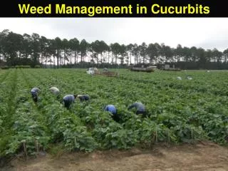 Weed Management in Cucurbits