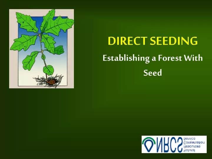 direct seeding establishing a forest with seed