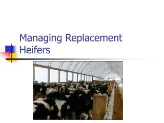 Managing Replacement Heifers