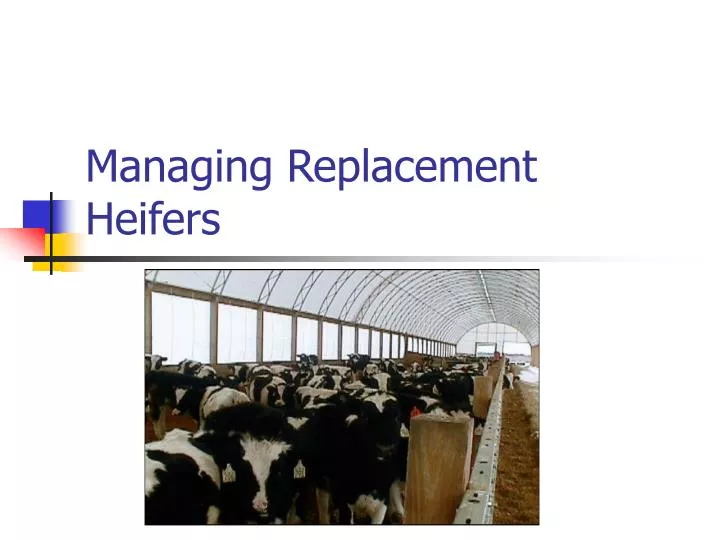 managing replacement heifers