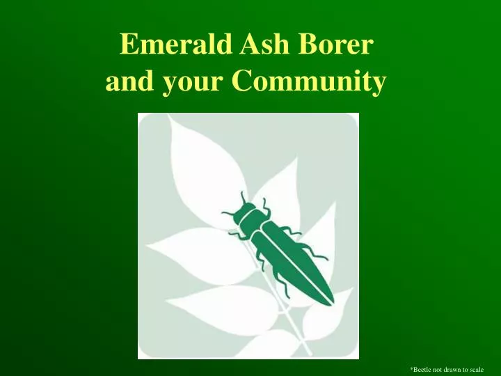 emerald ash borer and your community