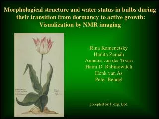 Morphological structure and water status in bulbs during