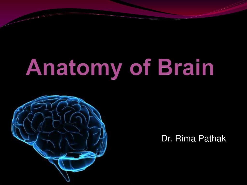 PPT - Anatomy of Brain PowerPoint Presentation, free download - ID:6521903