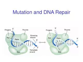Mutation and DNA Repair