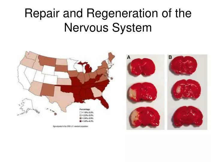 repair and regeneration of the nervous system