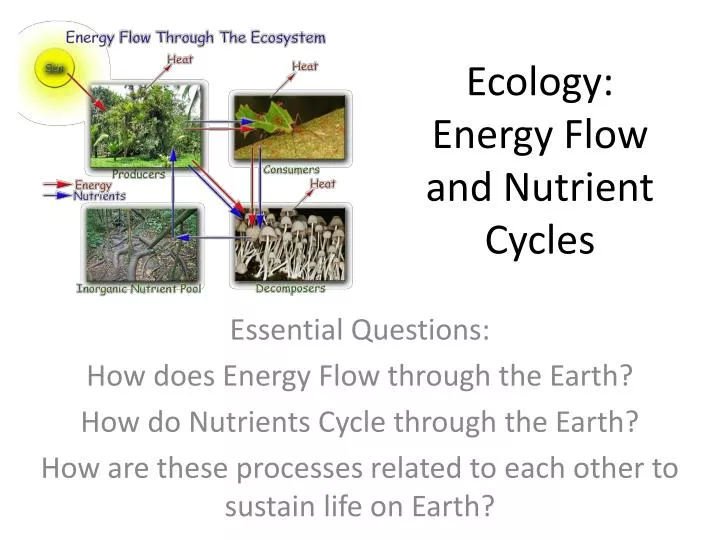 ecology energy flow and nutrient cycles