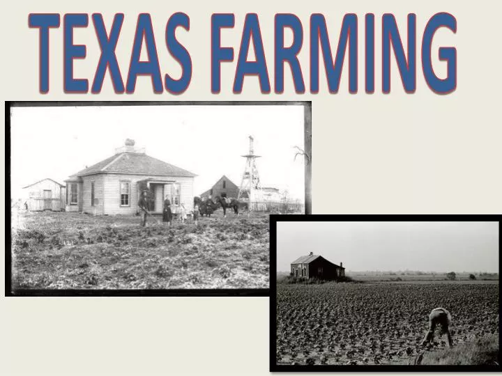 texas farming