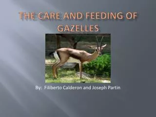 The Care and Feeding of Gazelles