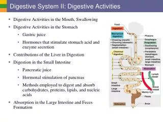 Digestive System II: Digestive Activities