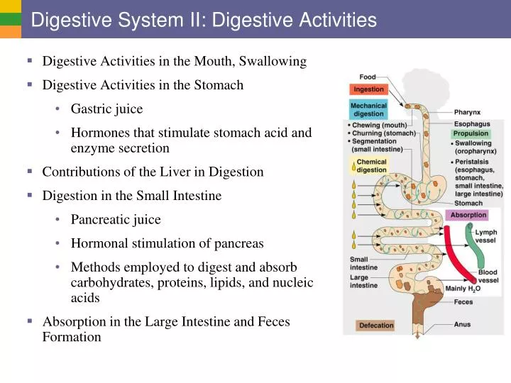 digestive system ii digestive activities