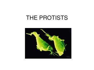 THE PROTISTS