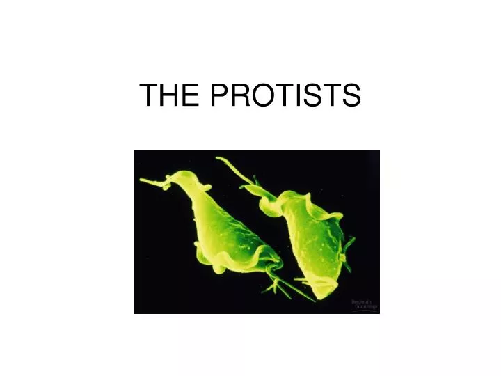 the protists