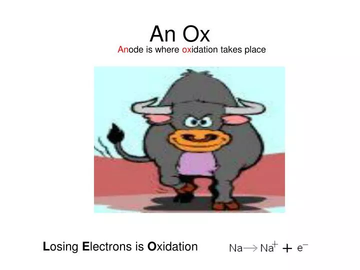 an ox