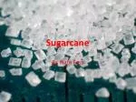 Sugarcane - slide 1