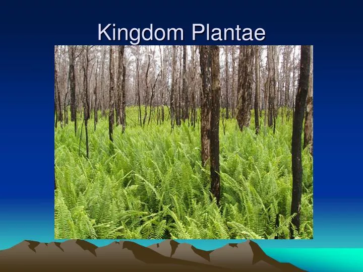 kingdom plantae
