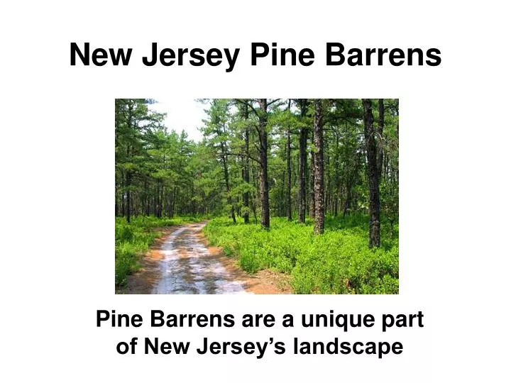 new jersey pine barrens