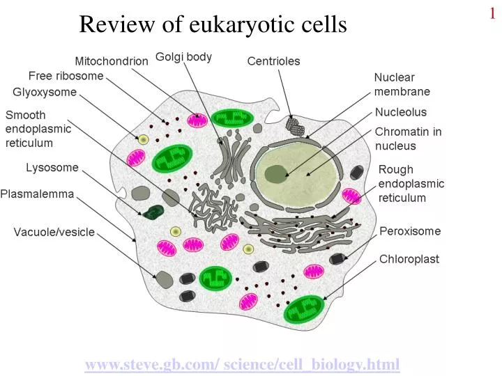 review of eukaryotic cells