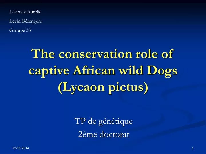 the conservation role of captive african wild dogs lycaon pictus