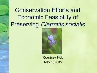 Conservation Efforts and Economic Feasibility of Preserving Clematis socialis