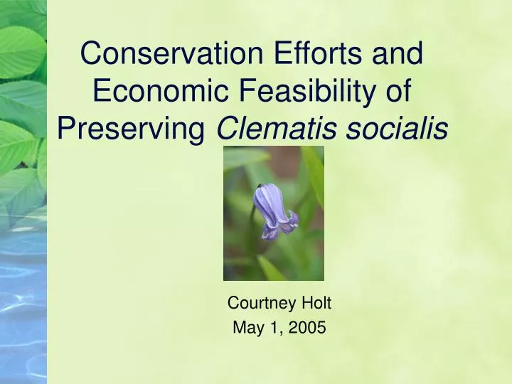 conservation efforts and economic feasibility of preserving clematis socialis