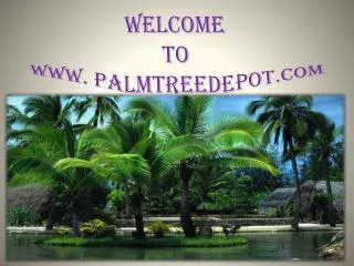 Sabal Palm Trees in USA