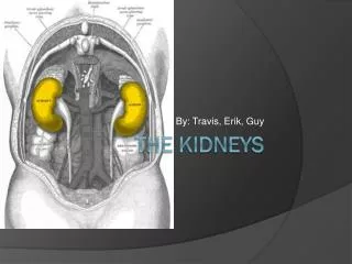 the Kidneys