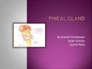 P ineal Gland