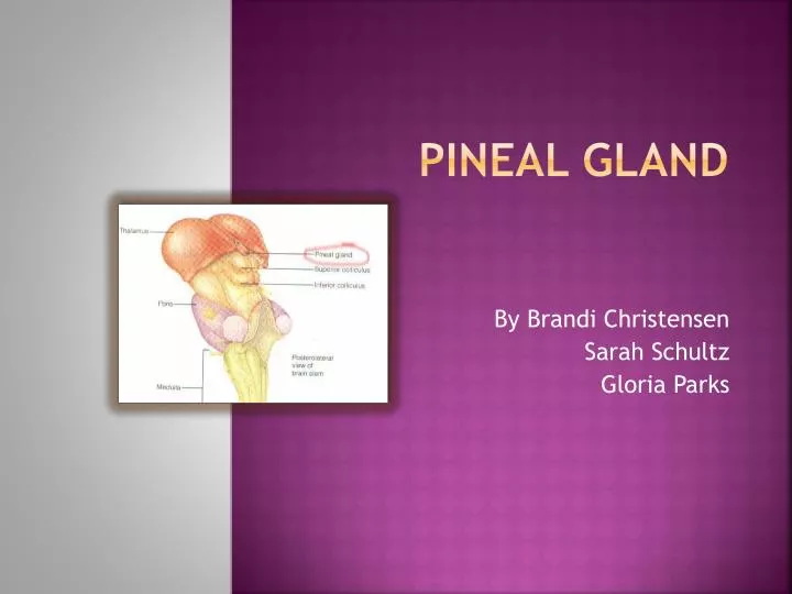 p ineal gland
