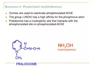 Reactivation of Phosphorylated Acetylcholinesterase