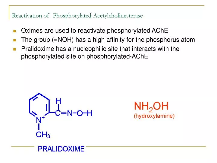 reactivation of phosphorylated acetylcholinesterase