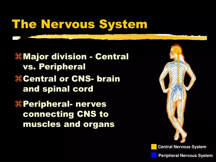 the nervous system