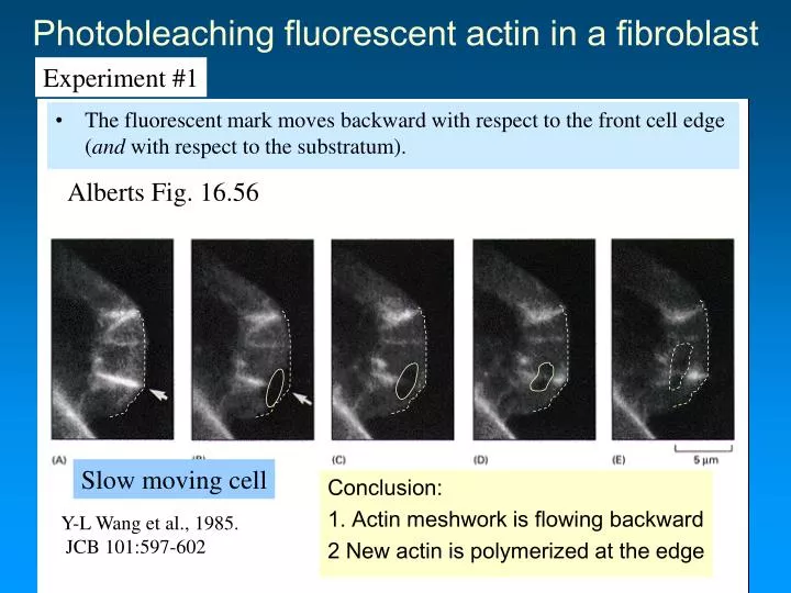 photobleaching fluorescent actin in a fibroblast