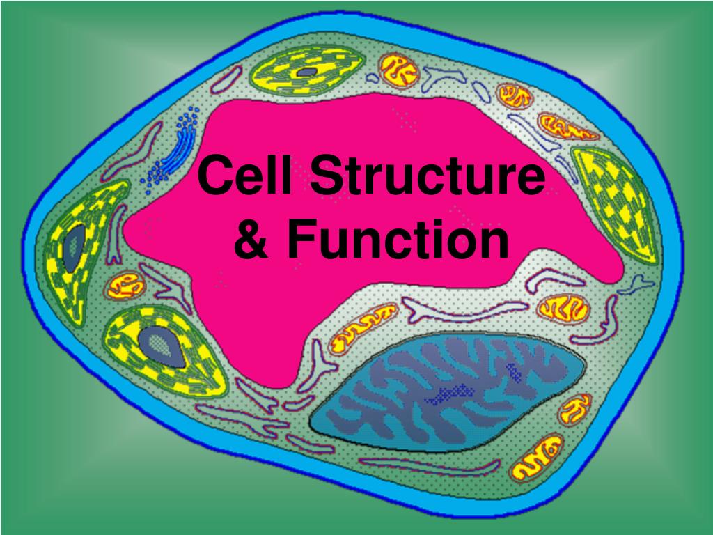 PPT - Understanding Cell Structure and Function PowerPoint Presentation ...