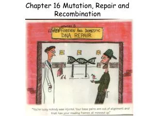 Chapter 16 Mutation, Repair and Recombination