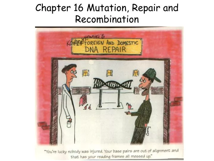 chapter 16 mutation repair and recombination