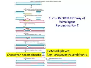 E. coli RecBCD Pathway of Homologous Recombination I